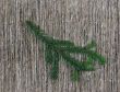 Little fir branch on rough background