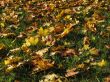 Yellow leaves on the ground
