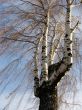 Multi-trunk birch in winter