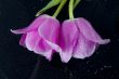 spring violet tulips
