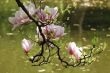Magnolia in spring