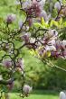 Magnolia in spring