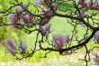 Magnolia in spring