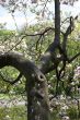 Magnolia in spring