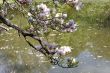 Magnolia in spring