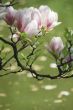 Magnolia in spring