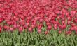 red tulip bed, tulips in spring
