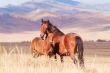 horse with foal in mountain valley
