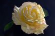 Soft Yellow Pink Rose (DSC_1736)