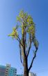 High poplar