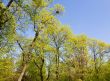 spring foliage