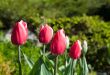 Red tulips