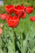 Red tulips