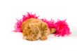red domestic cat wrapped in a pink boa