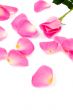 Lots of rose leafs with pink rose isolated on white background