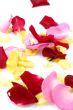 red, pink and yellow rose paddles isolated on white