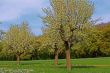 spring meadow with flowering apple trees