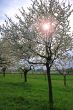 spring meadow with flowering apple trees
