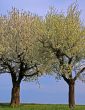 spring meadow with flowering apple trees