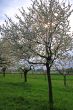 spring meadow with flowering apple trees