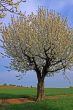 spring meadow with flowering apple trees