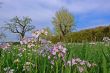 spring meadow with flowering apple trees and rockcress (Arabis)