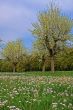 spring meadow with flowering apple trees