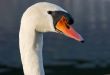 Swan
