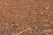 Soil