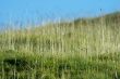 Grass