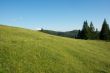 Field