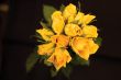 bunch of flowers