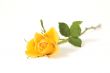 one rose