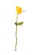 one rose