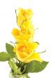 bunch of flowers