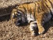 Sleeping Tiger