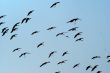 Migrating birds over nature lake at spring and autumn