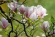 Magnolia in spring