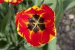 tulip flower stamp
