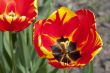 tulip flower stamp