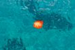 Red autumn leaf floating on sea