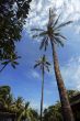 Palm tree