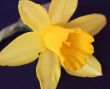 miniature daffodil