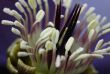 hellebore