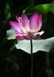 Pink water lilly