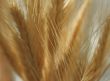 Wheatear background