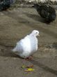 White pigeon.