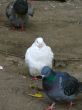 White pigeon.