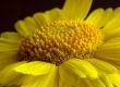 Desert Marigold Closeup (DSC_1281)