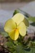 yellow pansy